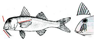 Mullus barbatus barbatus_claves.jpg